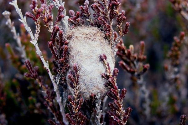 Emperor Moth (Saturnia pavonia), cocoon. Waskerley, 25-04-2005. Copyright Keith Dover.