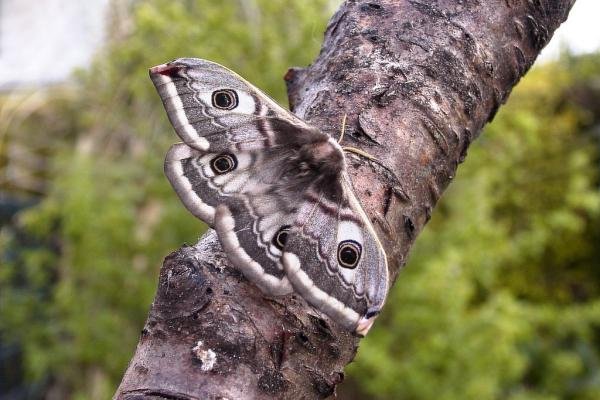 Emperor Moth (Saturnia pavonia), adult, female. Chester-le-Street. Copyright Keith Dover.