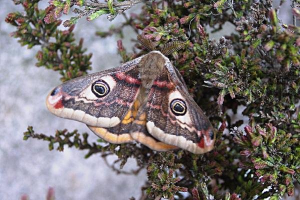 Emperor Moth (Saturnia pavonia), adult, male. Knitsley Fell. Copyright Keith Dover.