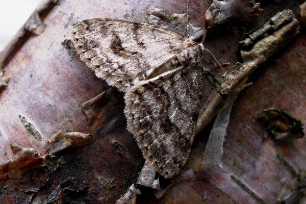 Engrailed (Ectropis crepuscularia), adult. Chopwell Wood, 20-05-2005. Copyright Keith Dover. Engrailed (Ectropis crepuscularia), adult. Chopwell Wood, 20-05-2005. Copyright Keith Dover.