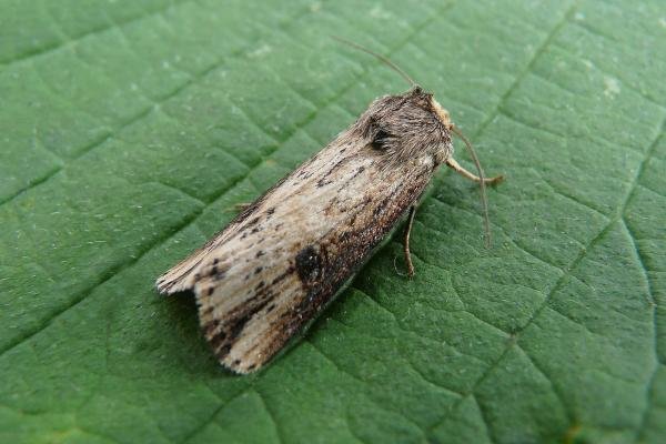 Flame (Axylia putris), adult. Taken outside Durham, 03-07-2013. Copyright Keith Dover. Flame (Axylia putris), adult. Taken outside Durham, 03-07-2013. Copyright Keith Dover.