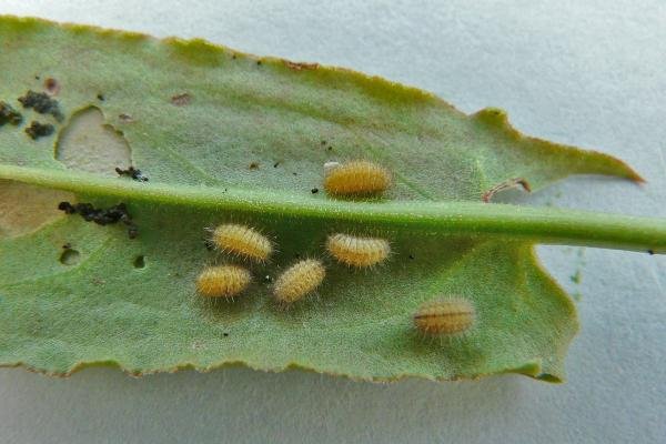 Forester (Adscita statices), larval. Burnwood Bridge, 14-07-2011. Copyright Keith Dover.