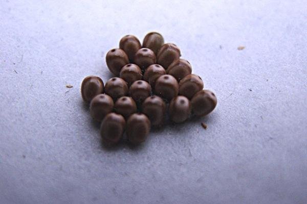 Fox Moth (Macrothylacia rubi), egg-batch. Taken outside Durham. Copyright Keith Dover.
