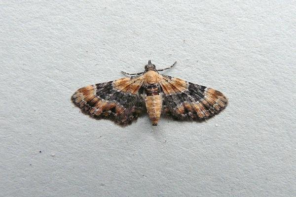 Foxglove Pug (Eupithecia pulchellata), adult. Taken outside Durham, 01-09-2013. Copyright Keith Dover. Foxglove Pug (Eupithecia pulchellata), adult. Taken outside Durham, 01-09-2013. Copyright Keith Dover.