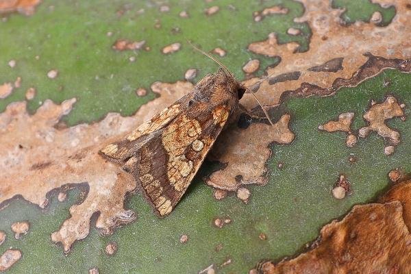 Frosted Orange (Gortyna flavago), adult. Chester-le-Street, 02-09-2019. Copyright Keith Dover. Frosted Orange (Gortyna flavago), adult. Chester-le-Street, 02-09-2019. Copyright Keith Dover.