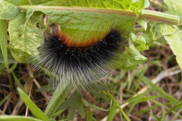 Garden Tiger (Arctia caja), larval. Taken outside Durham, 13-06-2006. Copyright Keith Dover.