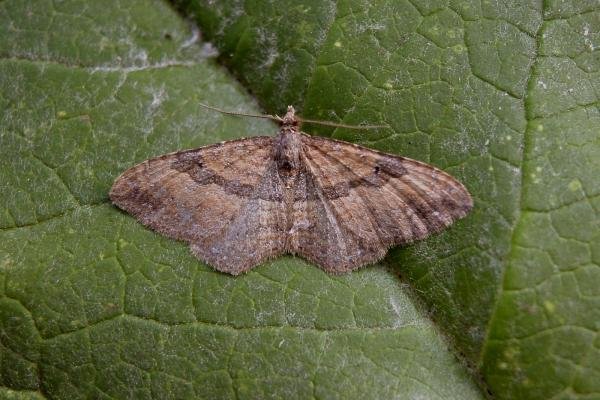 Gem (Nycterosea obstipata), adult. Taken outside Durham, 20-10-2005. Copyright Keith Dover. Gem (Nycterosea obstipata), adult. Taken outside Durham, 20-10-2005. Copyright Keith Dover.