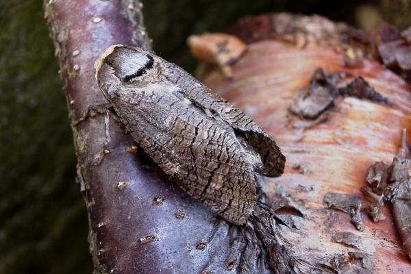 Goat Moth (Cossus cossus), adult. 22-04-2005. Copyright Keith Dover.