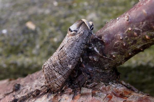 Goat Moth (Cossus cossus), adult. 22-04-2005. Copyright Keith Dover.