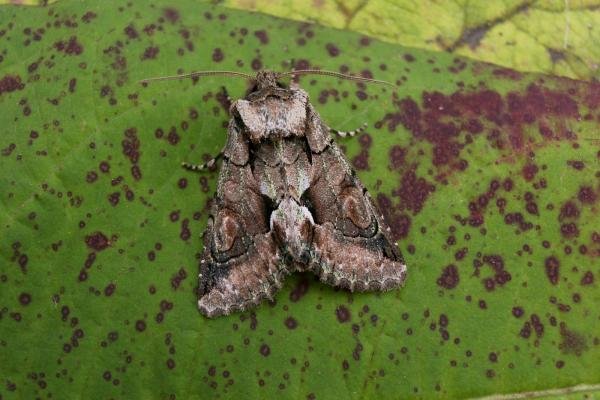 Green-brindled Crescent (Allophyes oxyacanthae), adult. Chester-le-Street, 27-09-2006. Copyright Keith Dover. Green-brindled Crescent (Allophyes oxyacanthae), adult. Chester-le-Street, 27-09-2006. Copyright Keith Dover.