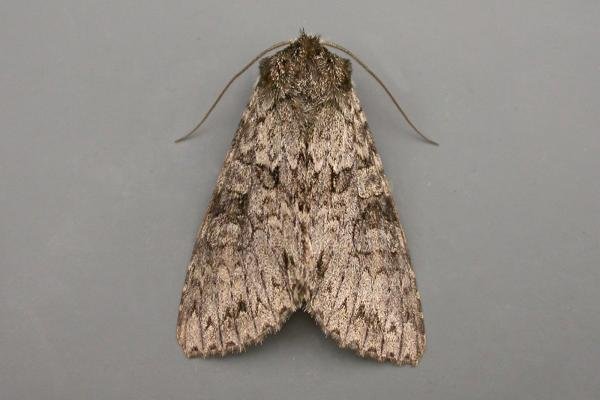 Grey Arches (Polia nebulosa), adult. Taken outside Durham, 08-07-2009. Copyright Keith Dover. Grey Arches (Polia nebulosa), adult. Taken outside Durham, 08-07-2009. Copyright Keith Dover.