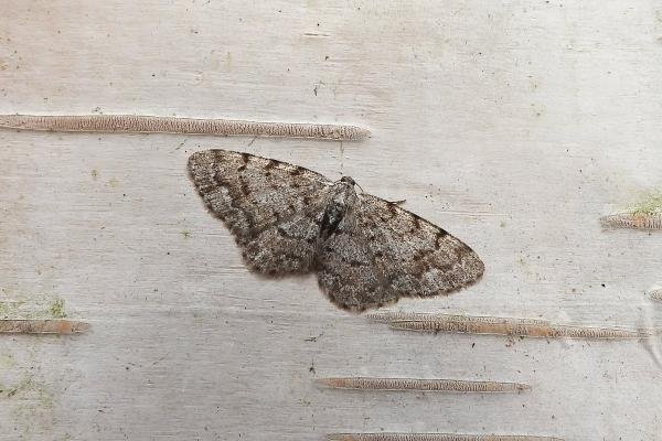 Grey Birch (Aethalura punctulata), adult. Chester-le-Street, 04-05-2020. Copyright Keith Dover. Grey Birch (Aethalura punctulata), adult. Chester-le-Street, 04-05-2020. Copyright Keith Dover.