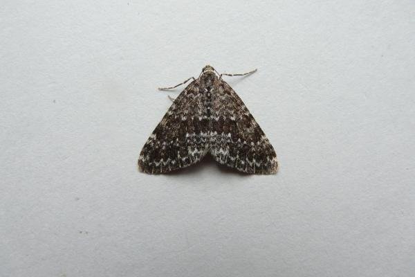 Grey Mountain Carpet (Entephria caesiata), adult. Cow Green, 22-07-2011. Copyright Keith Dover. Grey Mountain Carpet (Entephria caesiata), adult. Cow Green, 22-07-2011. Copyright Keith Dover.