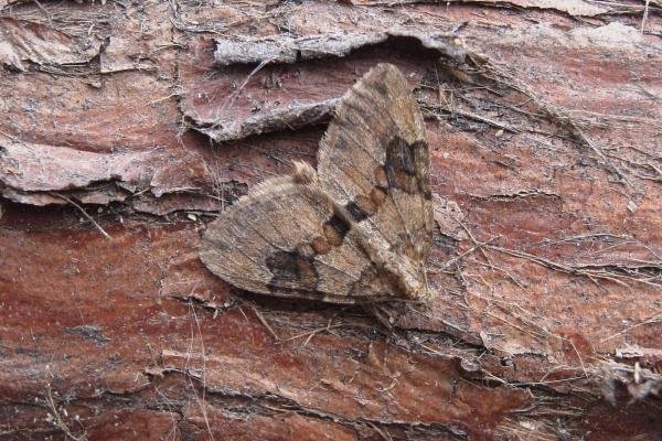 Grey Pine Carpet (Thera obeliscata), adult. Chester-le-Street, 05-05-2007. Copyright Keith Dover. Grey Pine Carpet (Thera obeliscata), adult. Chester-le-Street, 05-05-2007. Copyright Keith Dover.