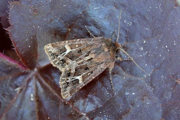Haworth's Minor (Celaena haworthii), adult. Taken outside Durham, 07-09-2007. Copyright Keith Dover. Haworth's Minor (Celaena haworthii), adult. Taken outside Durham, 07-09-2007. Copyright Keith Dover.