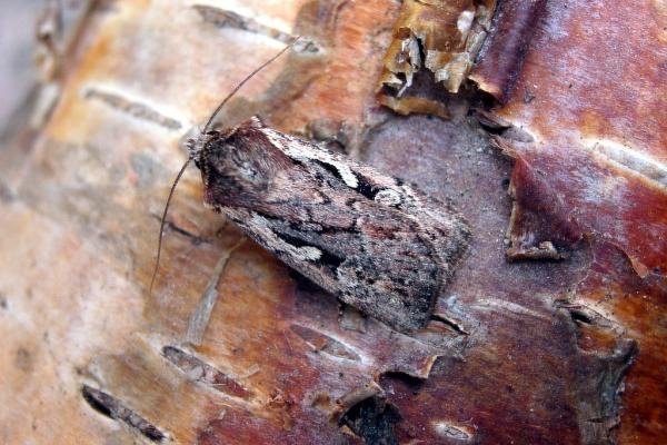 Heath Rustic (Xestia agathina), adult. Knitsley Fell, 06-09-2005. Copyright Keith Dover. Heath Rustic (Xestia agathina), adult. Knitsley Fell, 06-09-2005. Copyright Keith Dover.