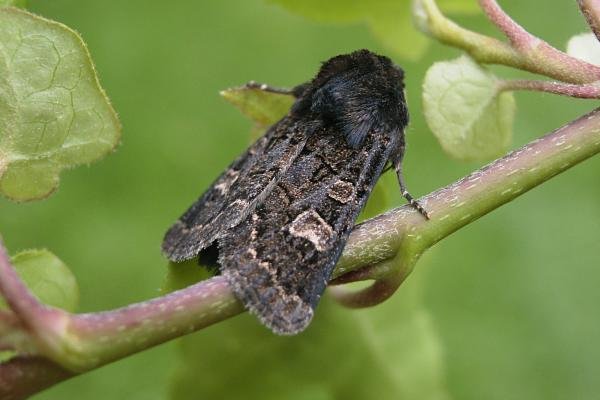 Hedge Rustic (Tholera cespitis), adult. Taken outside Durham, 17-08-2006. Copyright Keith Dover. Hedge Rustic (Tholera cespitis), adult. Taken outside Durham, 17-08-2006. Copyright Keith Dover.