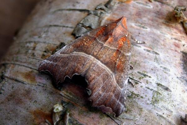 Herald (Scoliopteryx libatrix), adult. Chester-le-Street, 23-04-2005. Copyright Keith Dover. Herald (Scoliopteryx libatrix), adult. Chester-le-Street, 23-04-2005. Copyright Keith Dover.