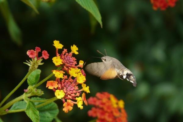 Humming-bird Hawk-moth (Macroglossum stellatarum), adult. Taken outside Durham, 13-09-2009. Copyright Keith Dover.