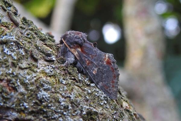 Iron Prominent (Notodonta dromedarius), adult. Chester-le-Street, 20-05-2019. Copyright Keith Dover. Iron Prominent (Notodonta dromedarius), adult. Chester-le-Street, 20-05-2019. Copyright Keith Dover.