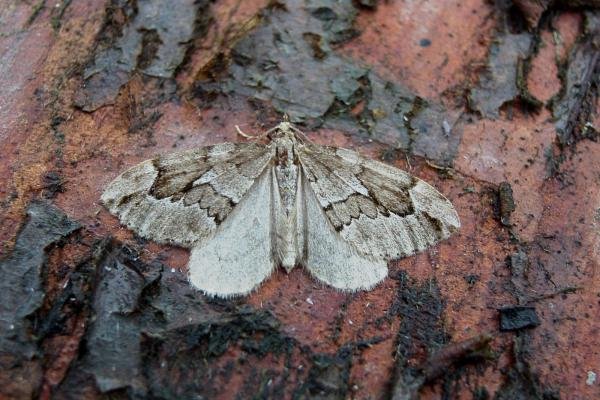 Juniper Carpet (Thera juniperata), adult. Chester-le-Street, 17-10-2006. Copyright Keith Dover. Juniper Carpet (Thera juniperata), adult. Chester-le-Street, 17-10-2006. Copyright Keith Dover.