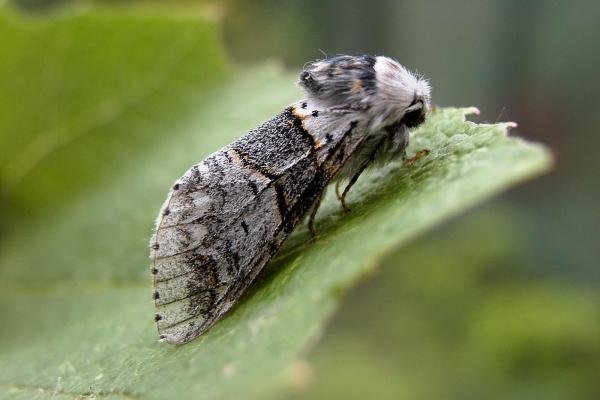 Poplar Kitten (Furcula bifida), adult. Chester-le-Street, 13-06-2007. Copyright Keith Dover. Poplar Kitten (Furcula bifida), adult. Chester-le-Street, 13-06-2007. Copyright Keith Dover.