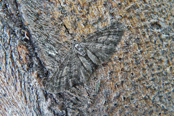 Larch Pug (Eupithecia lariciata), adult. Taken outside Durham, 14-06-2013. Copyright Keith Dover. Larch Pug (Eupithecia lariciata), adult. Taken outside Durham, 14-06-2013. Copyright Keith Dover.