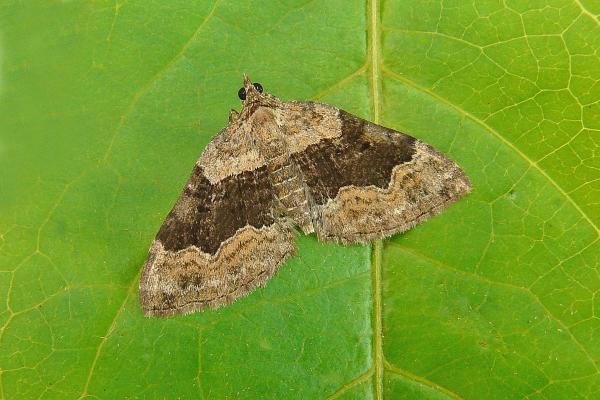 Large Twin-spot Carpet (Xanthorhoe quadrifasiata), adult. Chester-le-Street, 18-07-2014. Copyright Keith Dover. Large Twin-spot Carpet (Xanthorhoe quadrifasiata), adult. Chester-le-Street, 18-07-2014. Copyright Keith Dover.