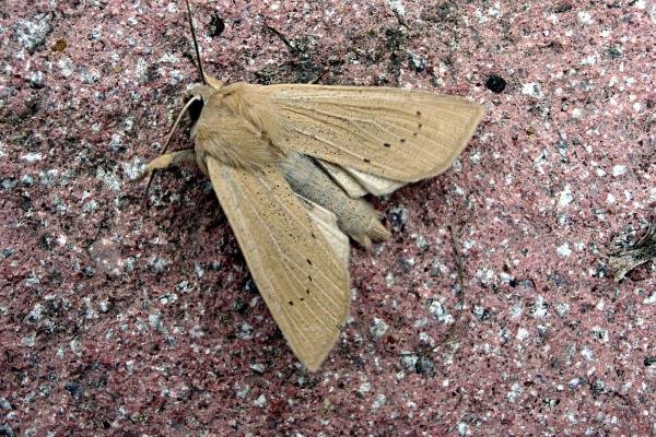 Large Wainscot (Rhizedra lutosa), adult. Chester-le-Street, 29-09-2006. Copyright Keith Dover. Large Wainscot (Rhizedra lutosa), adult. Chester-le-Street, 29-09-2006. Copyright Keith Dover.