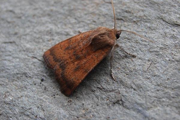 Least Yellow Underwing (Noctua interjecta), adult. Taken outside Durham, 10-08-2007. Copyright Keith Dover. Least Yellow Underwing (Noctua interjecta), adult. Taken outside Durham, 10-08-2007. Copyright Keith Dover.