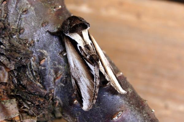 Lesser Swallow Prominent (Pheosia gnoma), adult. Chopwell Wood, 20-05-2005. Copyright Keith Dover. Lesser Swallow Prominent (Pheosia gnoma), adult. Chopwell Wood, 20-05-2005. Copyright Keith Dover.