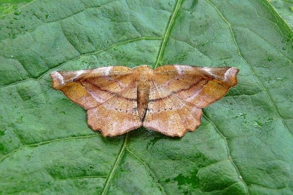 Lilac Beauty (Apeira syringaria), adult. Chester-le-Street, 27-06-2009. Copyright Keith Dover. Lilac Beauty (Apeira syringaria), adult. Chester-le-Street, 27-06-2009. Copyright Keith Dover.