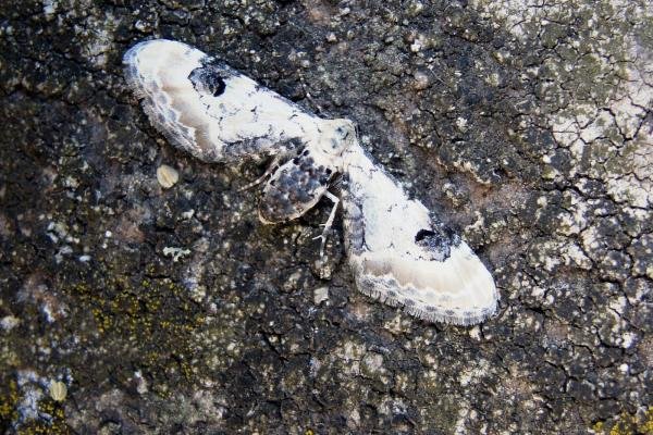 Lime-speck Pug (Eupithecia centaureata), adult. Chester-le-Street, 12-07-2005. Copyright Keith Dover. Lime-speck Pug (Eupithecia centaureata), adult. Chester-le-Street, 12-07-2005. Copyright Keith Dover.