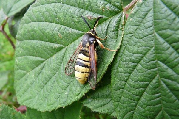 Lunar Hornet Moth (Sesia bembeciformis), adult. Taken outside Durham, 07-07-2009. Copyright Keith Dover. Lunar Hornet Moth (Sesia bembeciformis), adult. Taken outside Durham, 07-07-2009. Copyright Keith Dover.