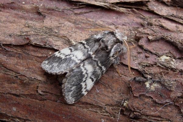 Lunar Marbled Brown (Drymonia ruficornis), adult. Comb Bridges, 16-04-2007. Copyright Keith Dover. Lunar Marbled Brown (Drymonia ruficornis), adult. Comb Bridges, 16-04-2007. Copyright Keith Dover.
