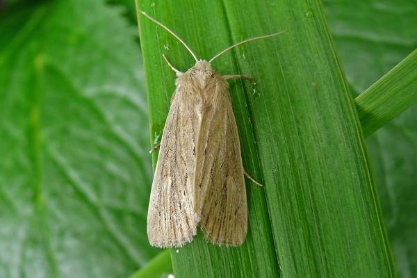 Lyme Grass (Longalatedes elymi), adult. Taken outside Durham, 15-06-2009. Copyright Keith Dover. Lyme Grass (Longalatedes elymi), adult. Taken outside Durham, 15-06-2009. Copyright Keith Dover.