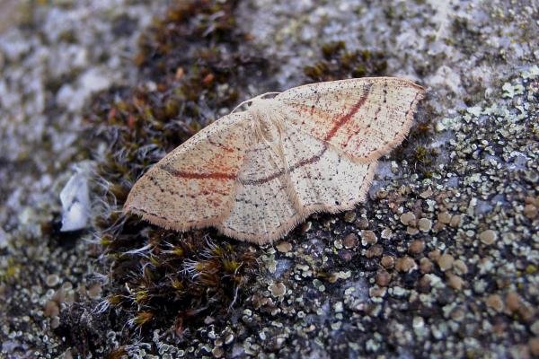 Maiden's Blush (Cyclophora punctaria), adult. Taken outside Durham, 23-08-2006. Copyright Keith Dover. Maiden's Blush (Cyclophora punctaria), adult. Taken outside Durham, 23-08-2006. Copyright Keith Dover.