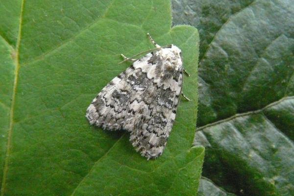 Marbled Beauty (Bryophila domestica), adult. Chester-le-Street, 21-07-2009. Copyright Keith Dover. Marbled Beauty (Bryophila domestica), adult. Chester-le-Street, 21-07-2009. Copyright Keith Dover.