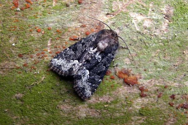 Marbled Minor agg. (Oligia strigilis agg.), adult. Taken outside Durham, 16-06-2006. Copyright Keith Dover.