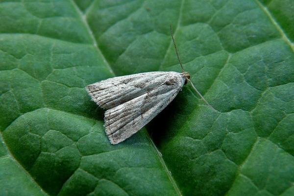 Marsh Oblique-barred (Hypenodes humidalis), adult. Chester-le-Street, 21-07-2014. Copyright Keith Dover. Marsh Oblique-barred (Hypenodes humidalis), adult. Chester-le-Street, 21-07-2014. Copyright Keith Dover.