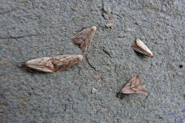Marsh Oblique-barred (Hypenodes humidalis), adult. Chester-le-Street, 21-07-2014. Copyright Keith Dover. Marsh Oblique-barred (Hypenodes humidalis), adult. Chester-le-Street, 21-07-2014. Copyright Keith Dover.