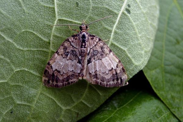 May Highflyer (Hydriomena impluviata), adult. Taken outside Durham, 14-07-2005. Copyright Keith Dover. May Highflyer (Hydriomena impluviata), adult. Taken outside Durham, 14-07-2005. Copyright Keith Dover.