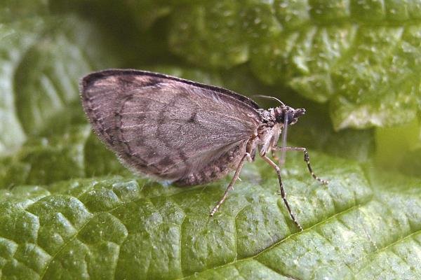 May Highflyer (Hydriomena impluviata), adult. Chester-le-Street, 03-05-2007. Copyright Keith Dover. May Highflyer (Hydriomena impluviata), adult. Chester-le-Street, 03-05-2007. Copyright Keith Dover.