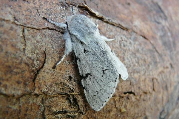 Miller (Acronicta leporina), adult. Chester-le-Street, 03-06-2009. Copyright Keith Dover. Miller (Acronicta leporina), adult. Chester-le-Street, 03-06-2009. Copyright Keith Dover.