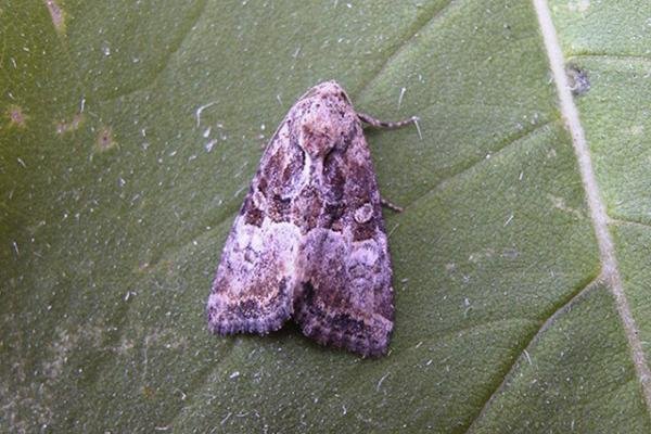 Cloaked Minor (Mesoligia furuncula), adult. Chester-le-Street. Copyright Keith Dover.