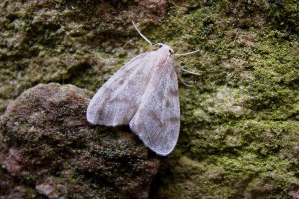 Muslin Footman (Nudaria mundana), adult. Taken outside Durham, 17-07-2004. Copyright Keith Dover. Muslin Footman (Nudaria mundana), adult. Taken outside Durham, 17-07-2004. Copyright Keith Dover.