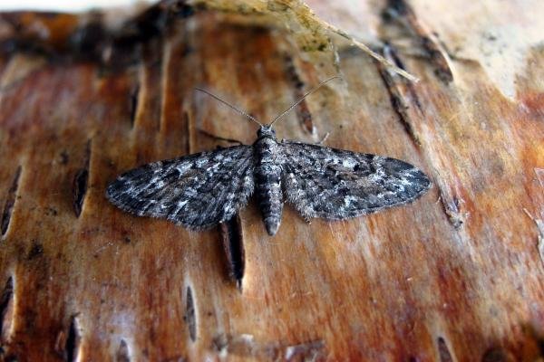 Narrow-winged Pug (Eupithecia nanata), adult. Taken outside Durham, 14-07-2005. Copyright Keith Dover. Narrow-winged Pug (Eupithecia nanata), adult. Taken outside Durham, 14-07-2005. Copyright Keith Dover.