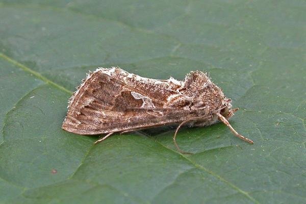Ni Moth (Trichoplusia ni), adult. Chester-le-Street. Copyright Keith Dover. Ni Moth (Trichoplusia ni), adult. Chester-le-Street. Copyright Keith Dover.