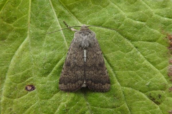 Northern Rustic (Standfussiana lucernea), adult. Taken outside Durham, 26-06-2017. Copyright Keith Dover. Northern Rustic (Standfussiana lucernea), adult. Taken outside Durham, 26-06-2017. Copyright Keith Dover.