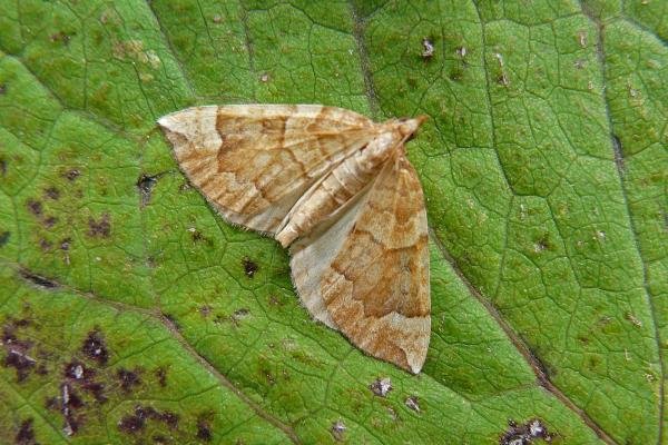 Northern Spinach (Eulithis populata), adult. Taken outside Durham, 05-08-2009. Copyright Keith Dover.